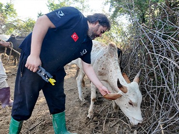 Afrika Vacip Kurban Bağışı (Büyükbaş) 